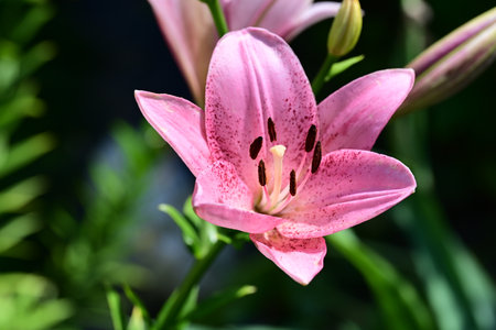 Beautiful pink lily flower in the garden on a sunny dayの写真素材
