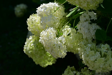 Beautiful white hydrangea flowers in the summer garden.