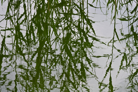 Reflection of trees in the water. Abstract background for design.の写真素材