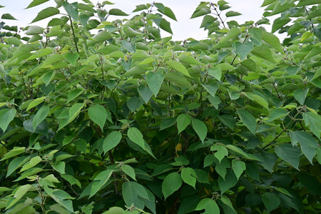 Leaves of a lilac bush on a background of blue skyの写真素材