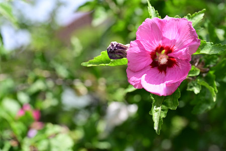 Pink hibiscus flower in the garden. Shallow depth of fieldの写真素材
