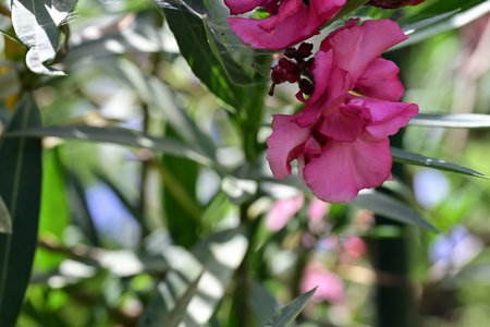 Pink oleander flowers blooming in the garden, stock photo