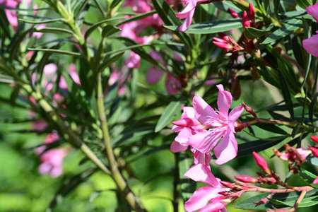 Pink oleander flowers blooming in the garden on a sunny day