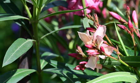 Pink oleander flowers with green leaves in the garden. Close up