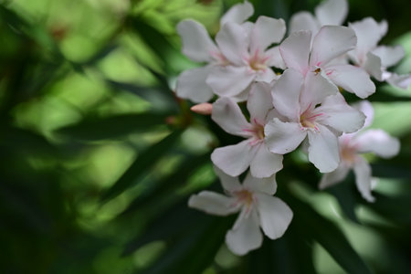 White oleander flowers blooming in the garden, selective focus