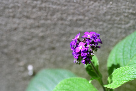 purple flower in garden with grey wall background, selective focus.