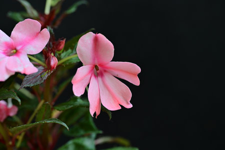 pink vinca flower on black background, close-up