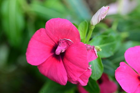 pink periwinkle flower in the garden, closeup of photo
