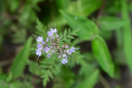 Phacelia officinalis, Phacelia officinalis, Phacelia officinalis