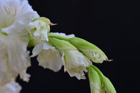 Beautiful gladiolus flowers on black background, close-up