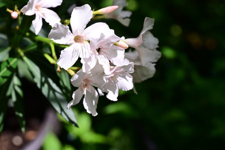 White oleander flower blooming in the garden, selective focus