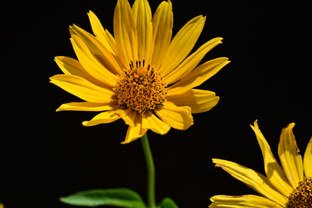 yellow flower on a black background close-up, macro, nature