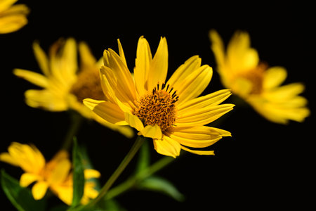 Yellow flowers on a black background close-up. Shallow depth of field