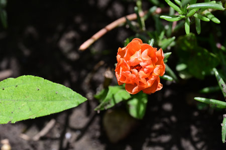 Portulaca oleracea flower in the garden, close up