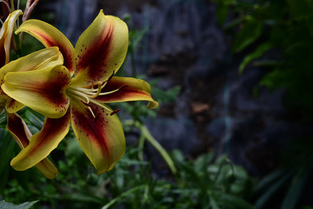 Yellow lily flower in the garden with dark background and copy spaceの写真素材