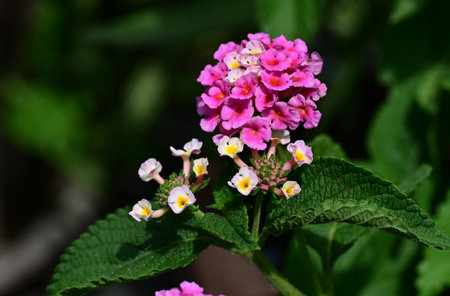 Lantana camara, Pink Lantana camara flowers