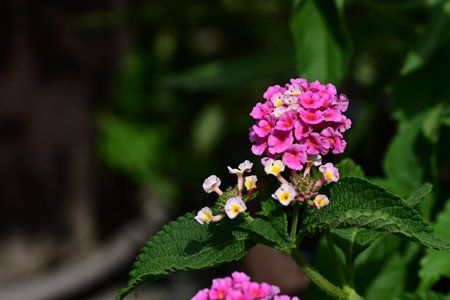 Lantana camara, Pink Lantana camara flowers