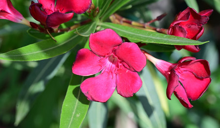 Red oleander flowers in the garden, closeup of photo