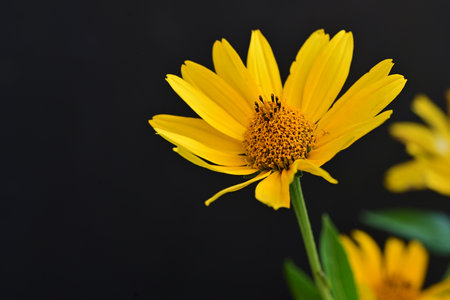 Yellow flower on a black background, close-up, copy spaceの写真素材