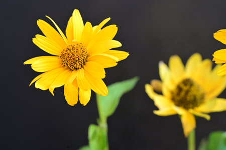Yellow flower on black background. (Helianthus annuus)