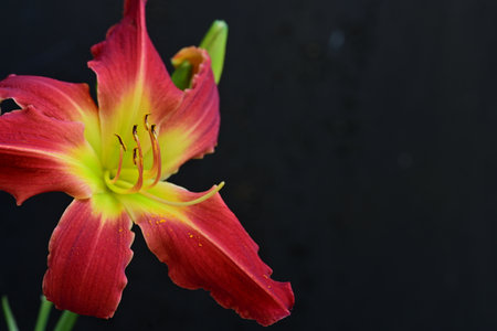red lily on a black background with space for your text.の写真素材