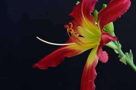 Beautiful red lily flower on black background, close-upの写真素材
