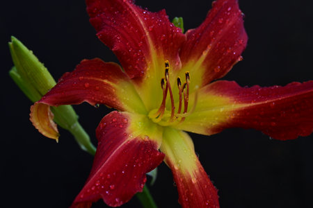 Red lily with raindrops on the petals on a black backgroundの写真素材