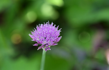 Close up of a purple chives flower in bloom on a green background