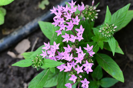 purple flowers in the garden on a background of green leaves.の写真素材
