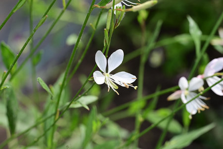 White flower in the garden on a background of green grass. Macroの写真素材