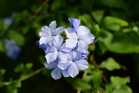 Plumbago auriculata, also known as Cape leadwort, is a beautiful blue flowering plant commonly found in gardens. It blooms in spring and summer, adding vibrant color and beauty to any outdoor space.の写真素材