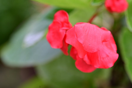 Crown of thorns, Impatiens flowers in the gardenの写真素材