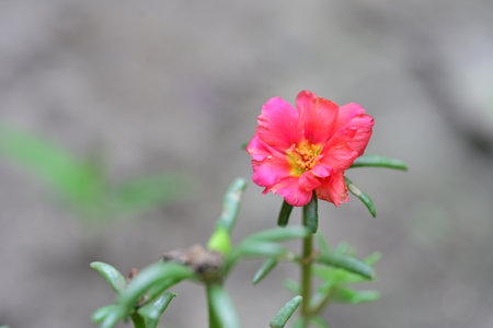 Portulaca oleracea flower in the garden with nature backgroundの写真素材