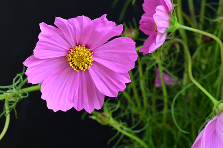 pink cosmos flower isolated on black background, closeup of photoの写真素材