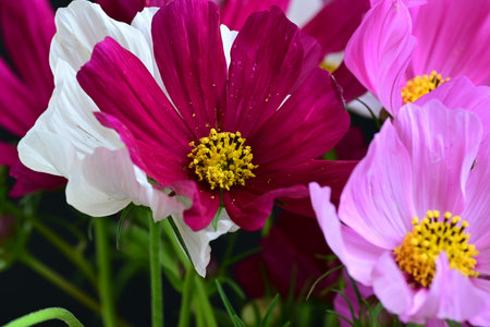 Cosmos flowers on black background, closeup. Floral backgroundの写真素材