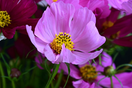 Beautiful cosmos flowers in the garden. Floral background. Nature.の写真素材