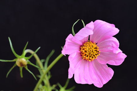 pink cosmos flower isolated on black background, closeup of photo