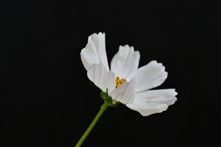 White cosmos flower isolated on black background. Macro photography of nature.の写真素材