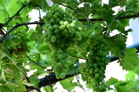 Bunch of green grapes on vine in vineyard, ready to harvest