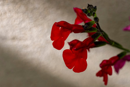 Close up of red salvia flowers on white background with copy spaceの写真素材