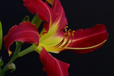 beautiful red lily on a black background close-up macroの写真素材