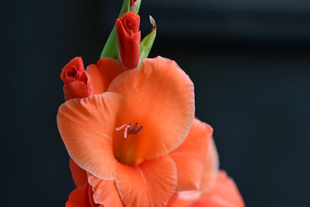Beautiful orange gladiolus flower on dark background, closeupの写真素材