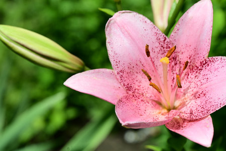 pink lily flower in the garden, closeup of photoの写真素材