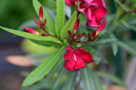 Red oleander flowers in the garden on green leaves background.の写真素材