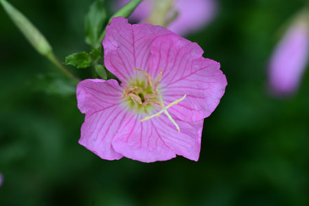 Pink flower of evening primrose, Oenothera speciosaの写真素材