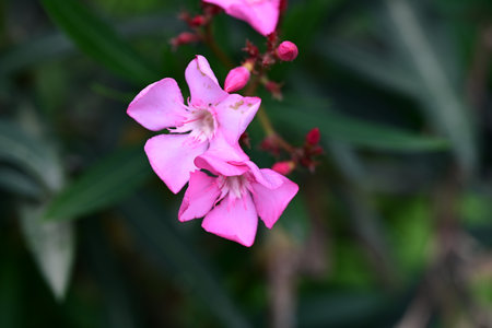 Pink oleander flower in the garden, Thailand. Nature background.