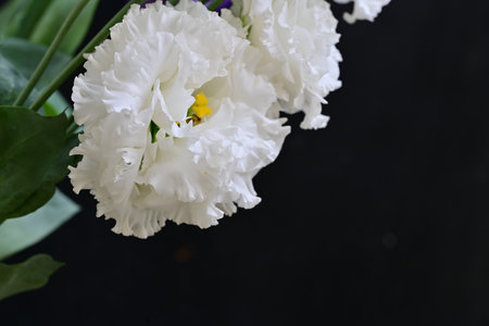 White freesia flowers on a black background, close-up