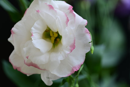 White and pink eustoma flower closeup on a dark background
