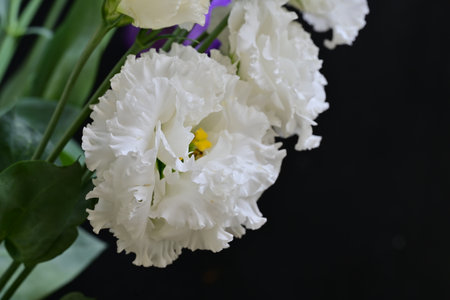 White freesia flowers in a vase on a black background