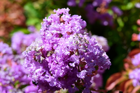 Crape myrtle (Lagerstroemia indica L.)